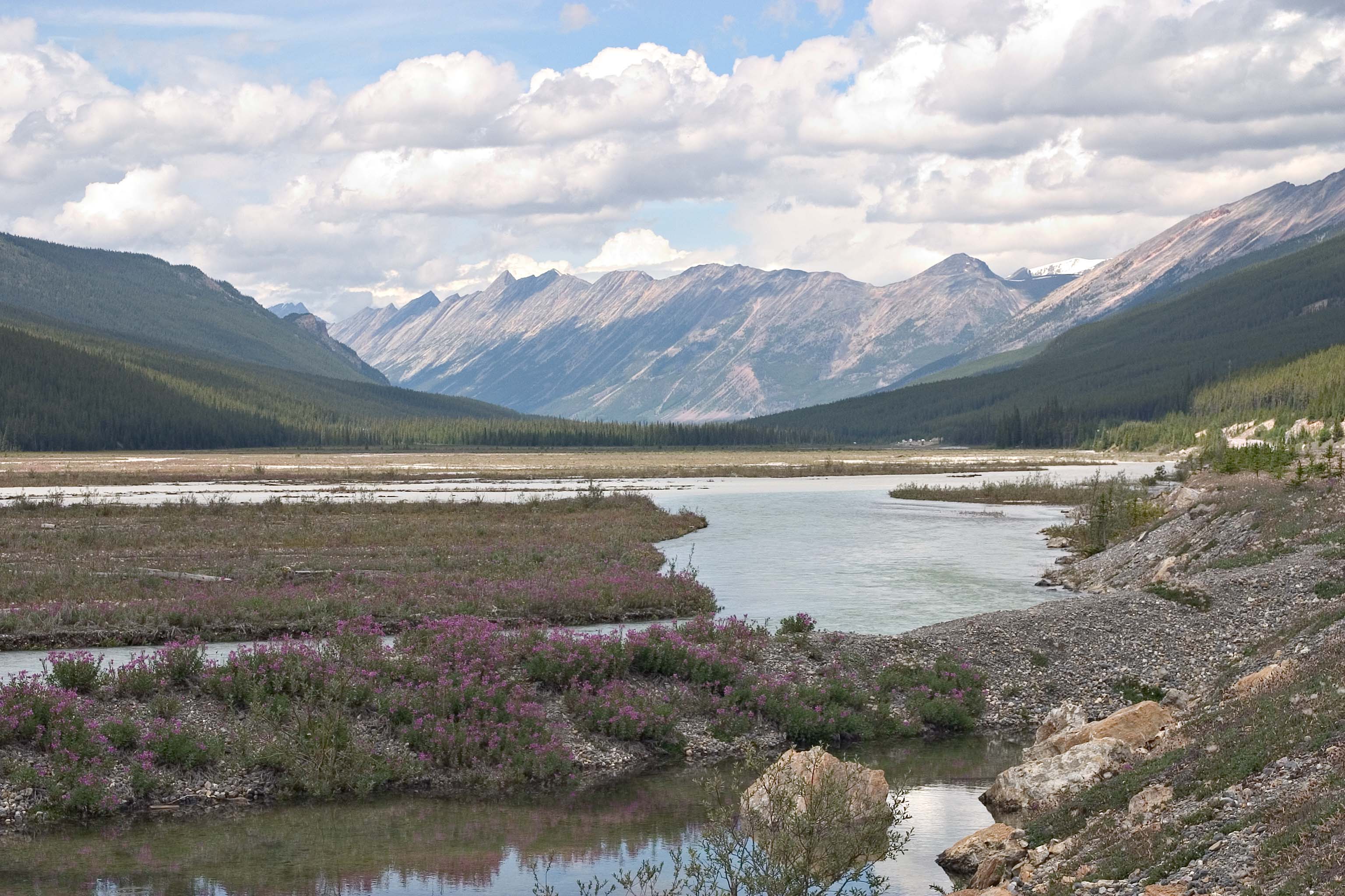 photo, fireweed in the Athabasca River flood plain